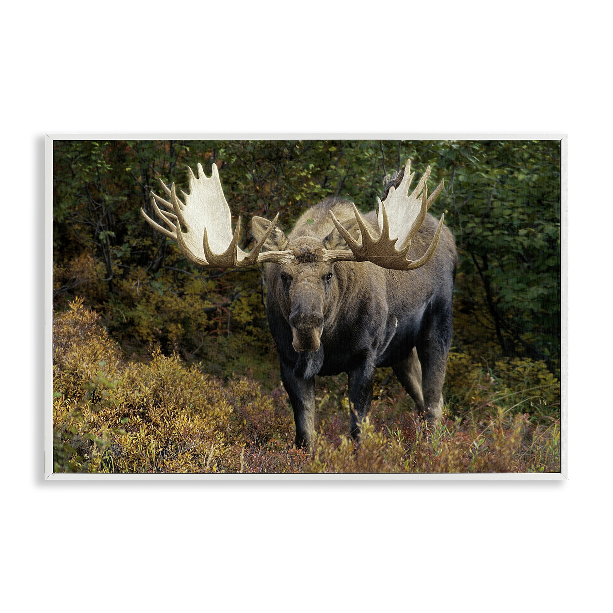 Stupell Industries Bull Moose Face Off Animals Photography White Framed Art Print Wall Art, 30 x 20