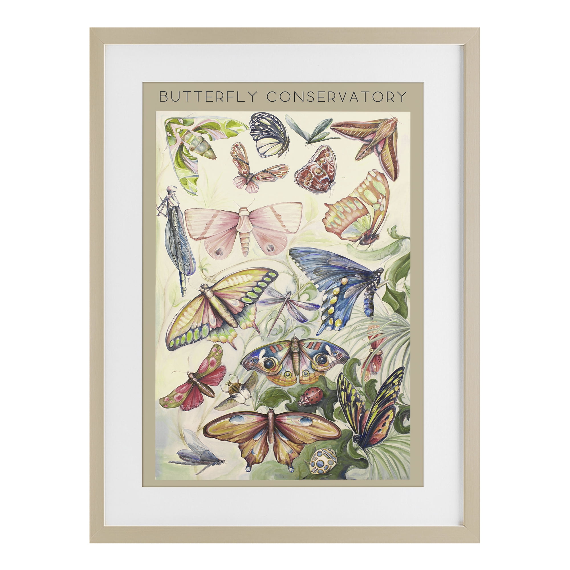 Stupell Industries Butterfly Conservatory Insects Birch Framed Print Under Glass, design by Diannart