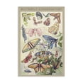 thumbnail image 1 of Stupell Industries Eclectic Butterfly Conservatory Insects Canvas Art, 16 x 24, by Diannart, 1 of 8