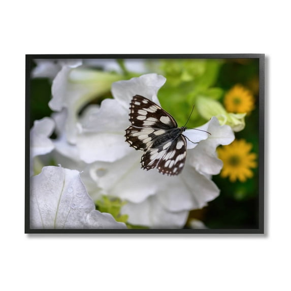 Stupell Industries Butterfly Geranium Blossom Photograph Black Framed Art Print Wall Art, Design by Daphne Polselli