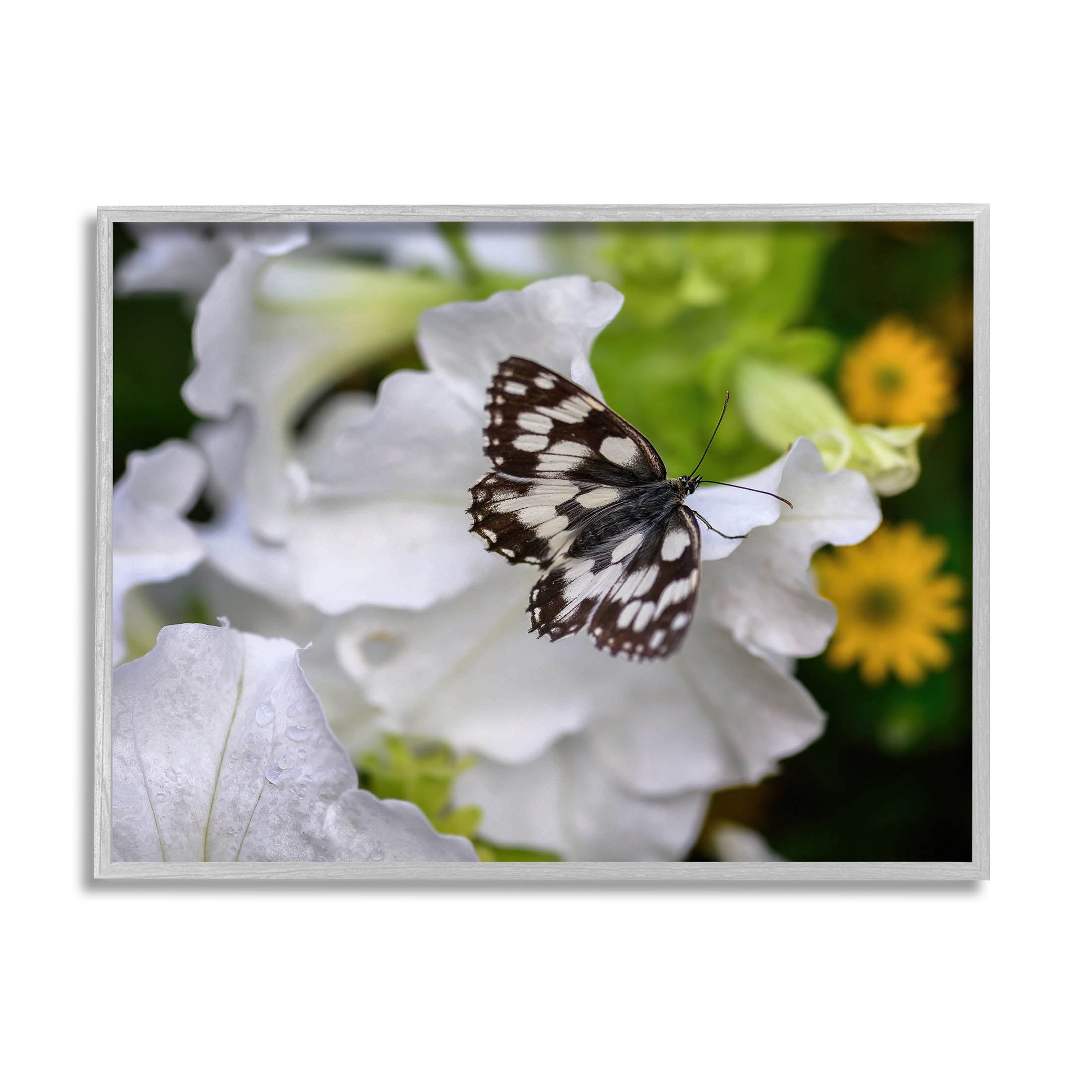Stupell Industries Butterfly Geranium Blossom Photograph Gray Framed Art Print Wall Art, Design by Daphne Polselli
