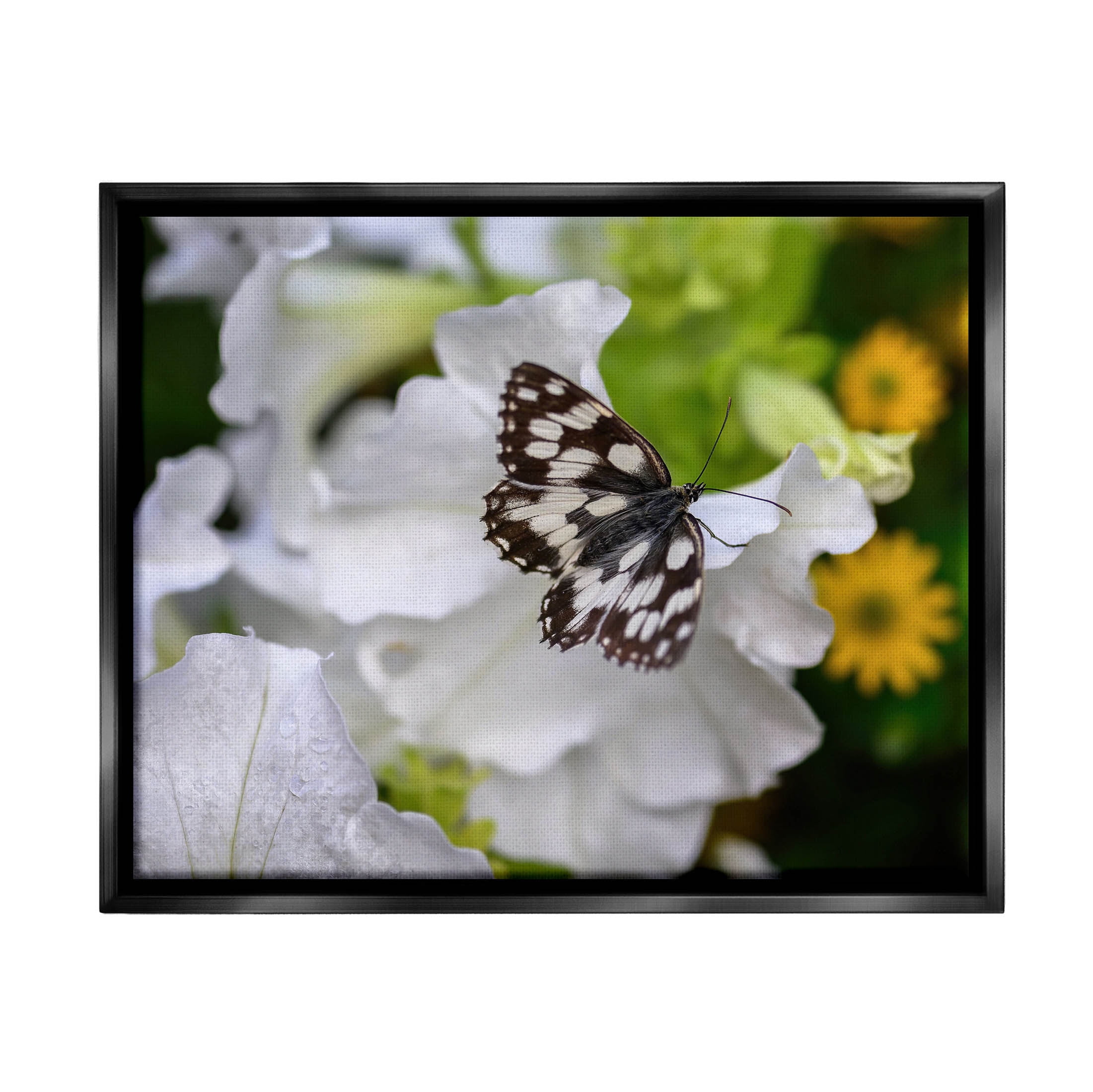 Stupell Industries Butterfly Geranium Blossom Photograph Jet Black Floating Framed Canvas Print Wall Art, Design by Daphne Polselli