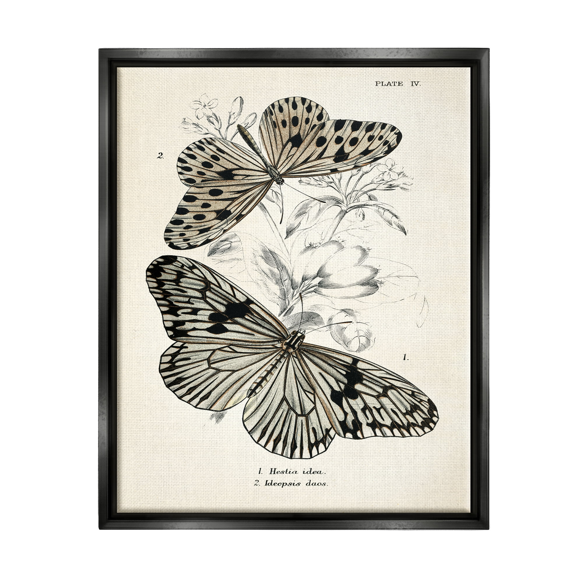 Stupell Industries Butterfly & Herb Studies Animals & Insects Painting Black Floater Framed Art Print Wall Art, 17 x 21