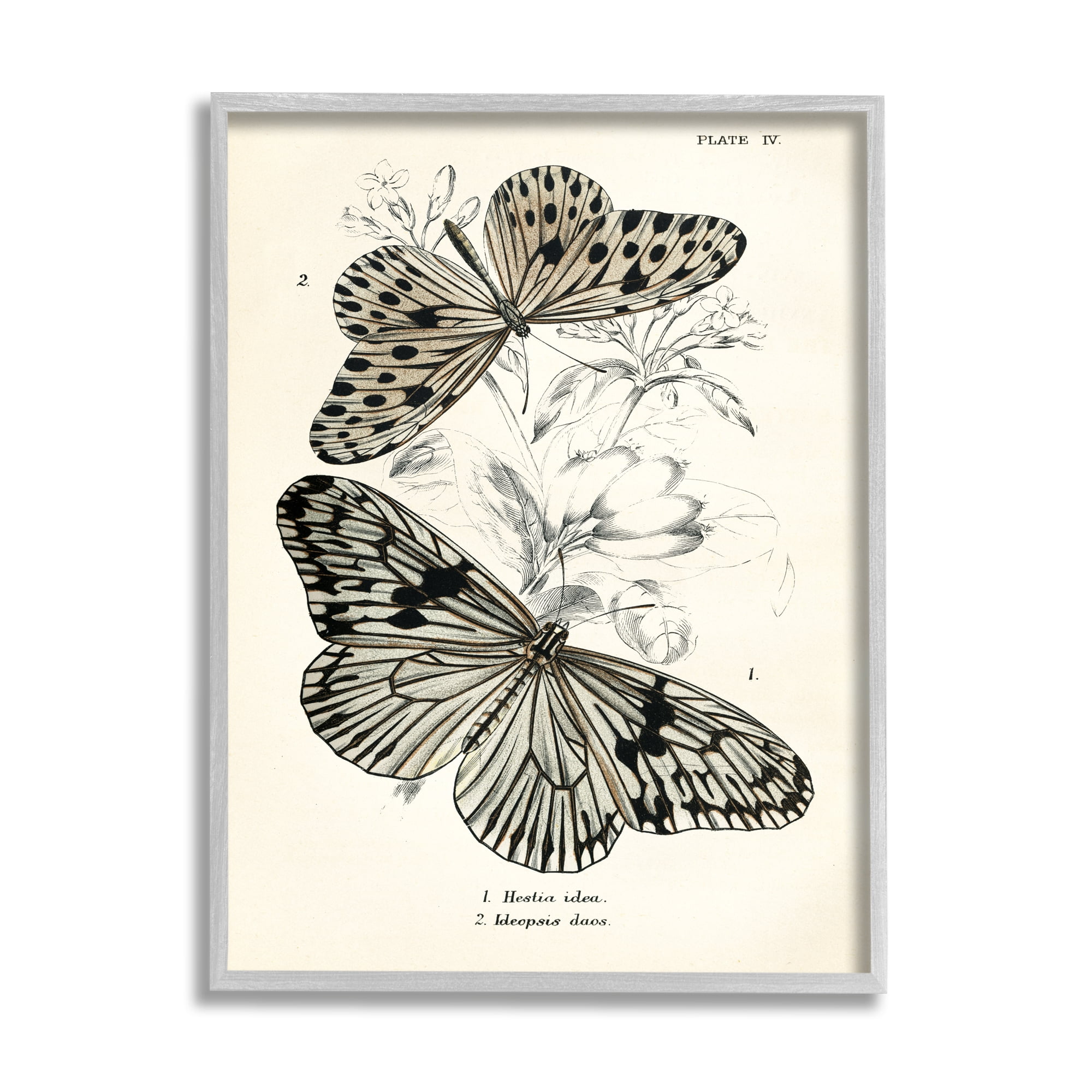 Stupell Industries Butterfly & Herb Studies Animals & Insects Painting Gray Framed Art Print Wall Art, 16 x 20