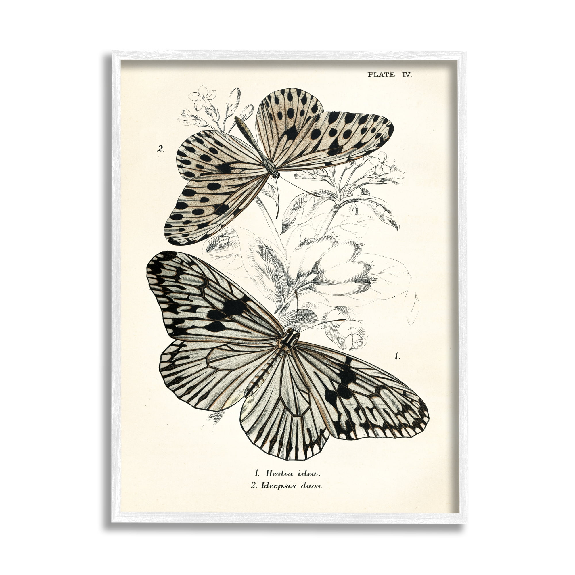 Stupell Industries Butterfly & Herb Studies Animals & Insects Painting White Framed Art Print Wall Art, 11 x 14