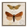 thumbnail image 1 of Stupell Industries Cottage Butterfly Latin Studies Brown Floating Frame Canvas Art, 25 x 25, by Susan Arnot, 1 of 8