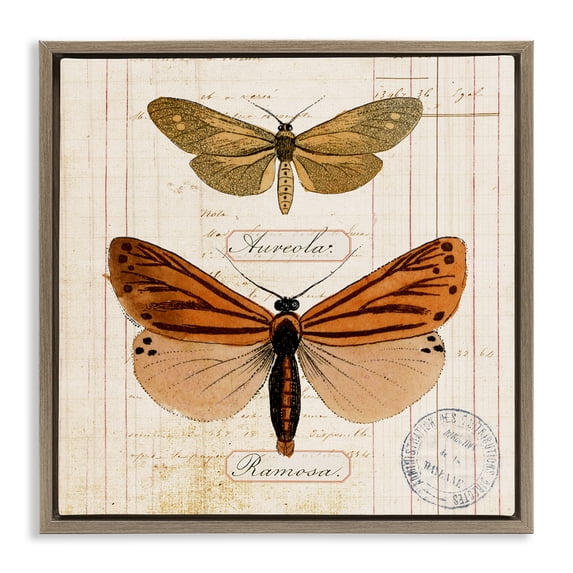 Stupell Industries Cottage Butterfly Latin Studies Brown Floating Frame Canvas Art, 25 x 25, by Susan Arnot
