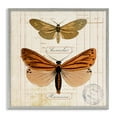 thumbnail image 1 of Stupell Industries Butterfly Latin Studies Insects Painting Gray Framed Art Print Wall Art, 12 x 12, 1 of 2