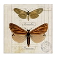 thumbnail image 1 of Stupell Industries Butterfly Latin Studies Insects Painting Wrapped Canvas Art Print Wall Art, 24 x 24, 1 of 8