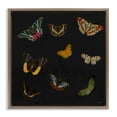thumbnail image 1 of Stupell Industries Cottage Butterfly & Moth Collection Brown Floating Frame Canvas Art, 25 x 25, by Dan Meneely, 1 of 8
