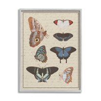 Stupell Industries Butterfly and Moth Study Vintage Cursive Script Vintage Painting Gray framed Art Print Wall Art, 11 x 14, Design by Daphne Polselli