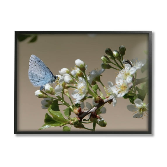 Stupell Industries Butterfly Perched Budding Flower Photograph Black Framed Art Print Wall Art, Design by Daphne Polselli