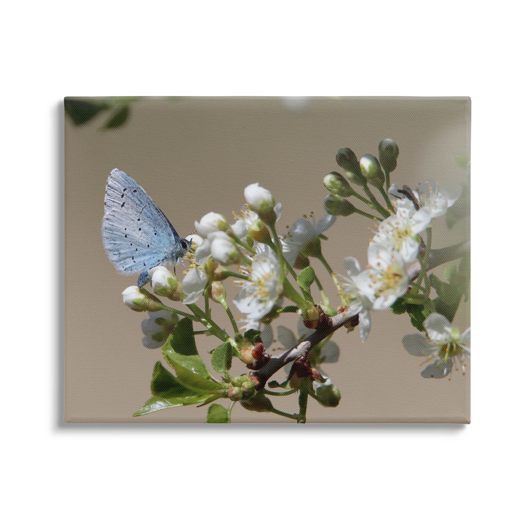 Stupell Industries Butterfly Perched Budding Flower Photograph Gallery Wrapped Canvas Print Wall Art, Design by Daphne Polselli