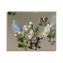 Stupell Industries Butterfly Perched Budding Flower Photograph Gallery Wrapped Canvas Print Wall Art, Design by Daphne Polselli