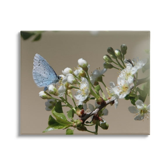 Stupell Industries Butterfly Perched Budding Flower Photograph Gallery Wrapped Canvas Print Wall Art, Design by Daphne Polselli