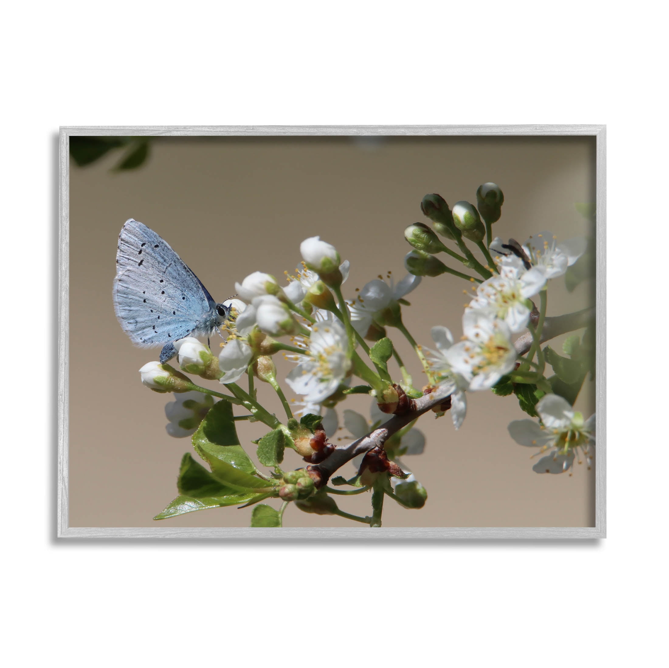 Stupell Industries Butterfly Perched Budding Flower Photograph Gray Framed Art Print Wall Art, Design by Daphne Polselli