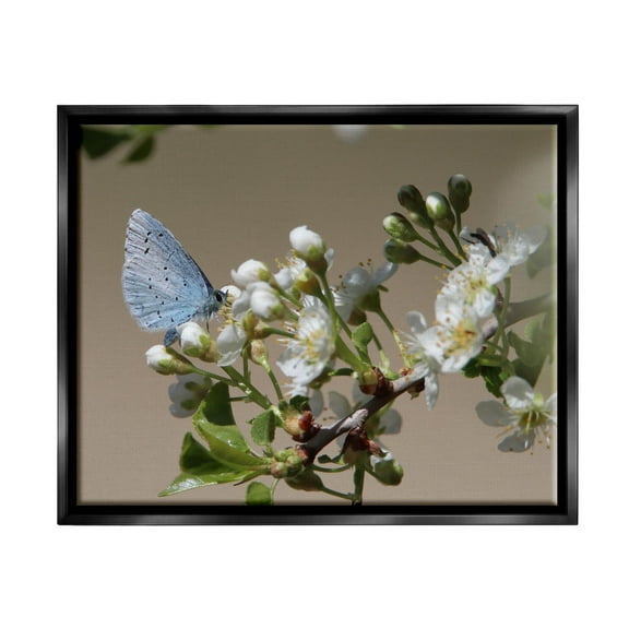 Stupell Industries Butterfly Perched Budding Flower Photograph Jet Black Floating Framed Canvas Print Wall Art, Design by Daphne Polselli