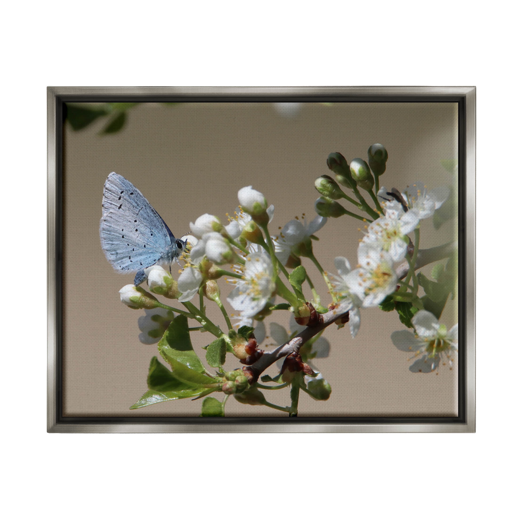 Stupell Industries Butterfly Perched Budding Flower Photograph Luster Gray Floating Framed Canvas Print Wall Art, Design by Daphne Polselli