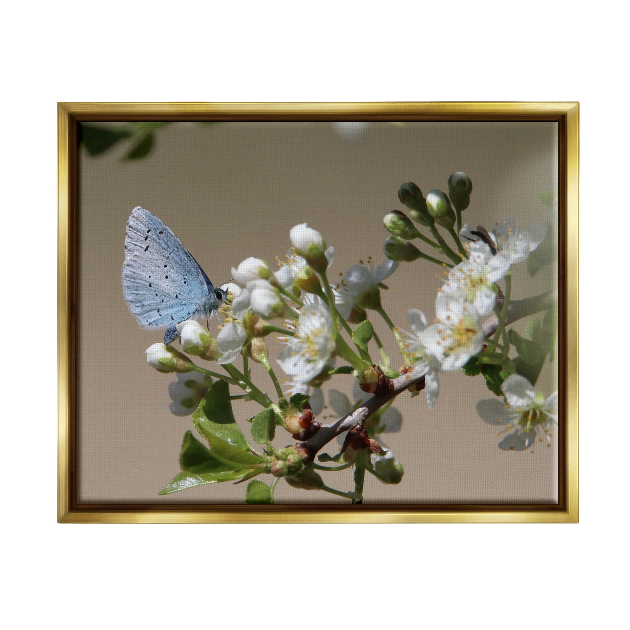 Stupell Industries Butterfly Perched Budding Flower Photograph Metallic Gold Floating Framed Canvas Print Wall Art, Design by Daphne Polselli