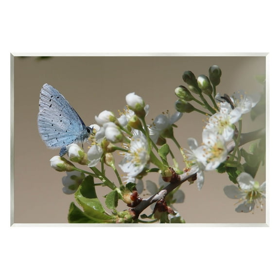 Stupell Industries Butterfly Perched Budding Flower Photograph Unframed Art Print Wall Art, Design by Daphne Polselli