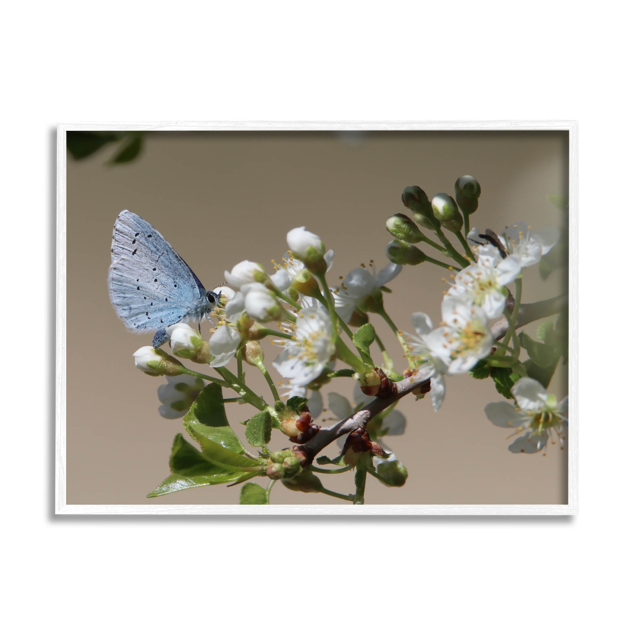 Stupell Industries Butterfly Perched Budding Flower Photograph White Framed Art Print Wall Art, Design by Daphne Polselli