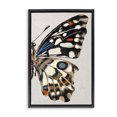 thumbnail image 1 of Stupell Industries Traditional Butterfly Wing with Spots Black Floating Frame Canvas Art, 17 x 25, by Melissa Wang, 1 of 8
