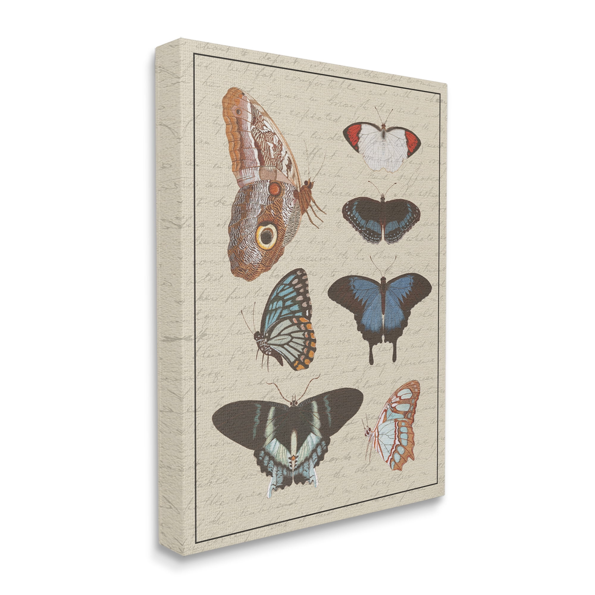 Stupell Industries Butterfly and Moth Study Vintage Cursive Script, 36 x 48, Design by Daphne Polselli