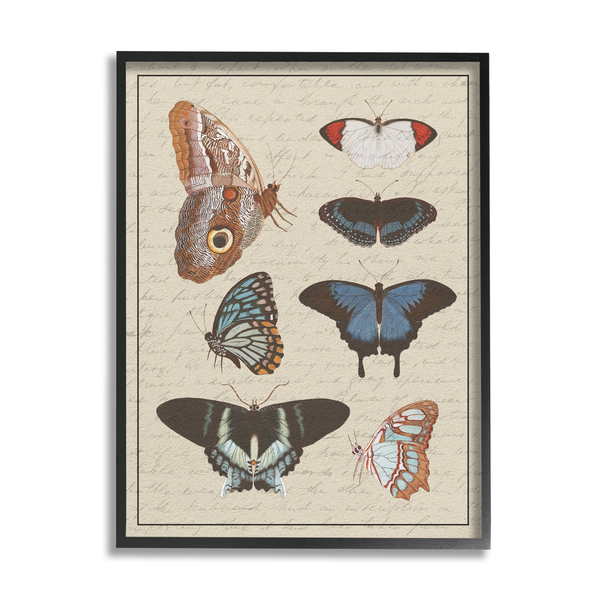 Stupell Industries Butterfly and Moth Study Vintage Cursive Script Animals & Insects Painting Black Framed Art Print Wall Art, 11 x 14
