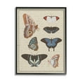 thumbnail image 1 of Stupell Industries Butterfly and Moth Study Vintage Cursive Script Animals & Insects Painting Black Framed Art Print Wall Art, 16 x 20, 1 of 7