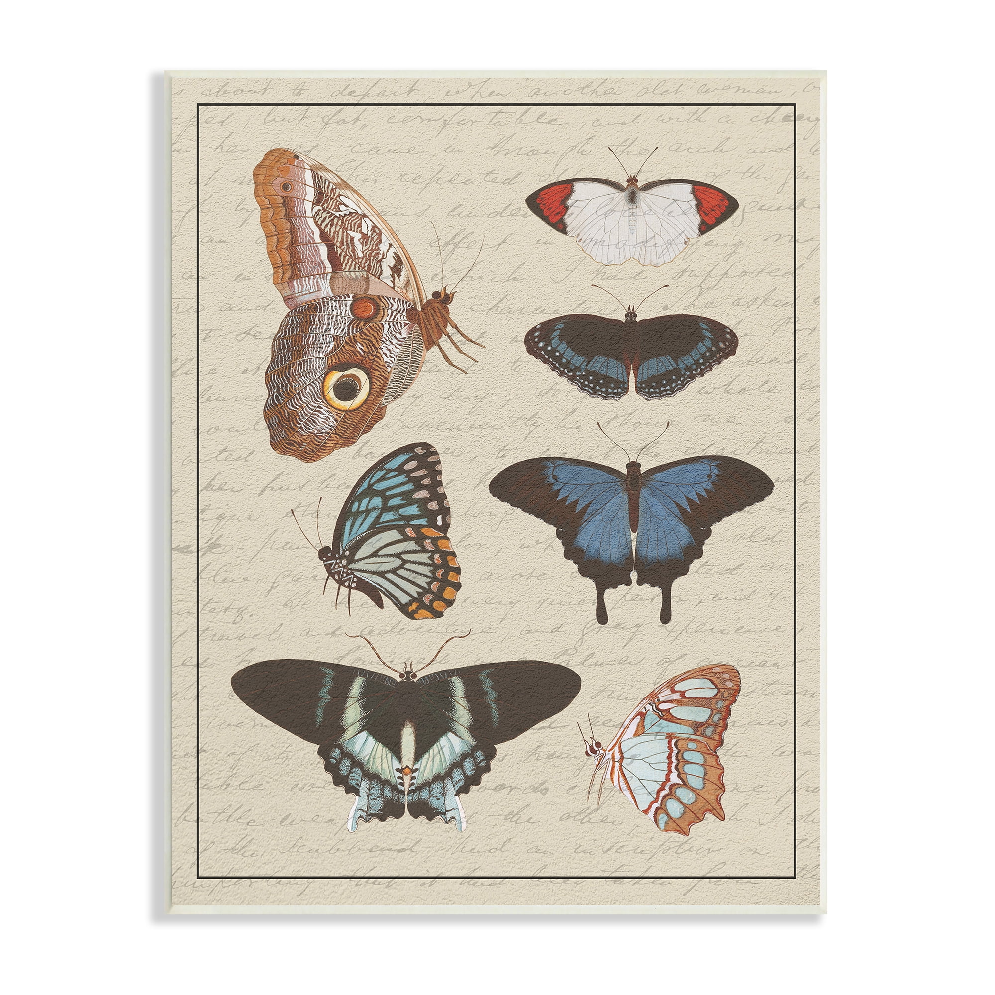 Stupell Industries Butterfly and Moth Study Vintage Cursive Script Animals & Insects Painting Unframed Art Print Wall Art, 13 x 19