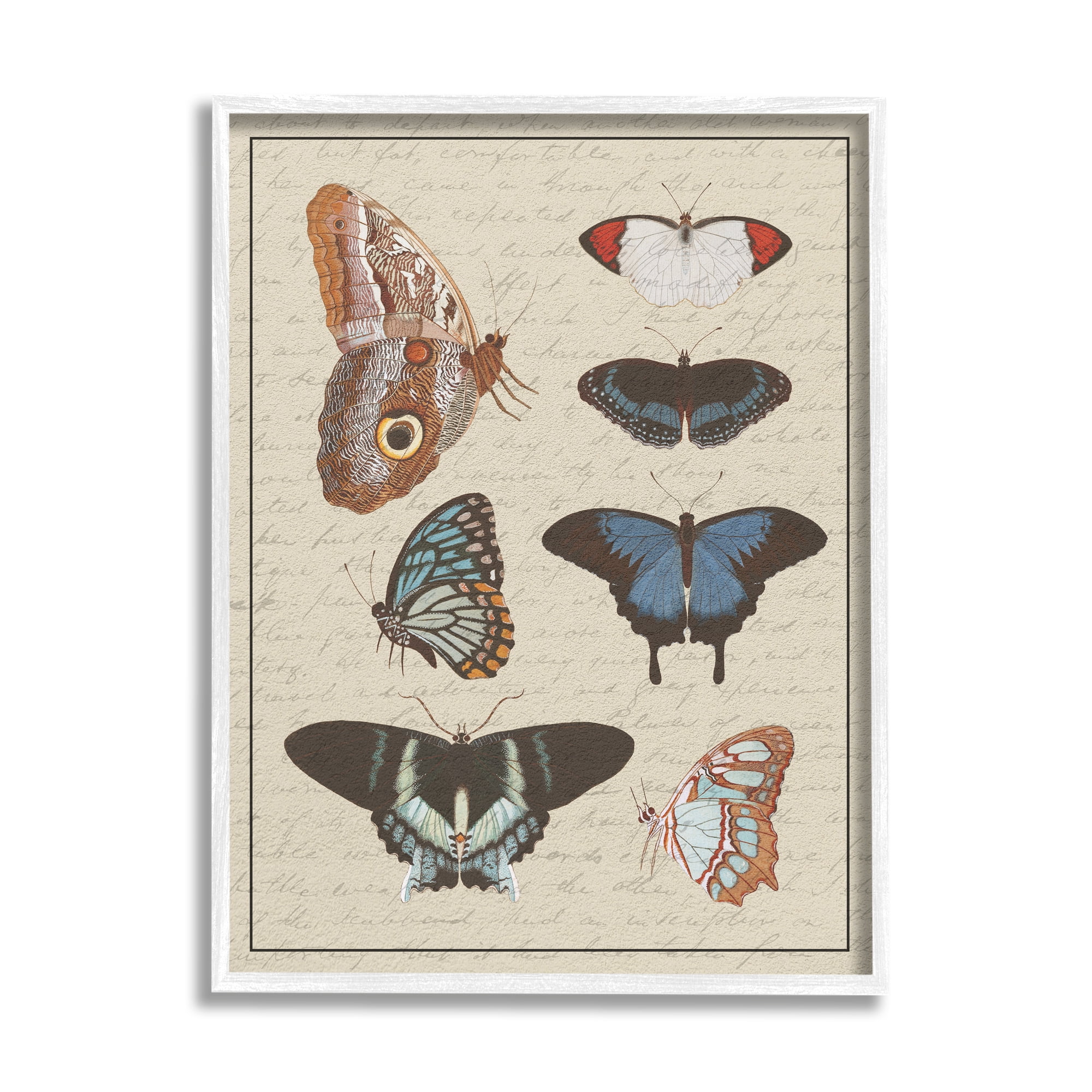 Stupell Industries Butterfly and Moth Study Vintage Cursive Script Animals & Insects Painting White Framed Art Print Wall Art, 16 x 20