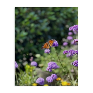 Stupell Industries Butterfly in Meadow Animals & Insects Photography Gallery Wrapped Canvas Art Print Wall Art, 16 x 20