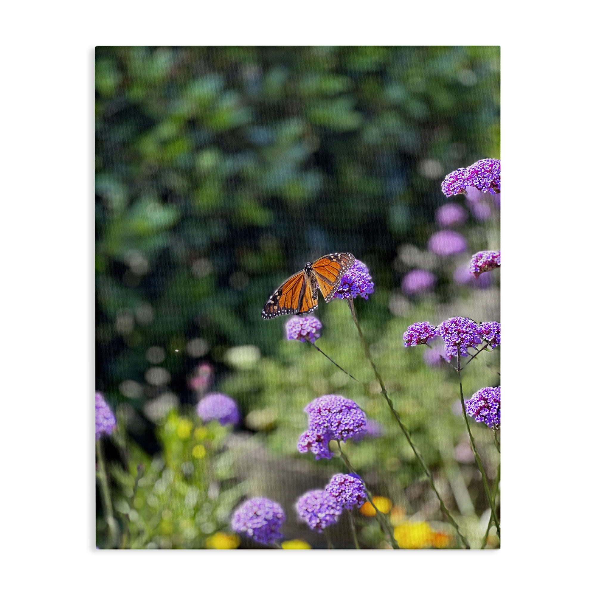 Stupell Industries Butterfly in Meadow Animals & Insects Photography Gallery Wrapped Canvas Art Print Wall Art, 24 x 30