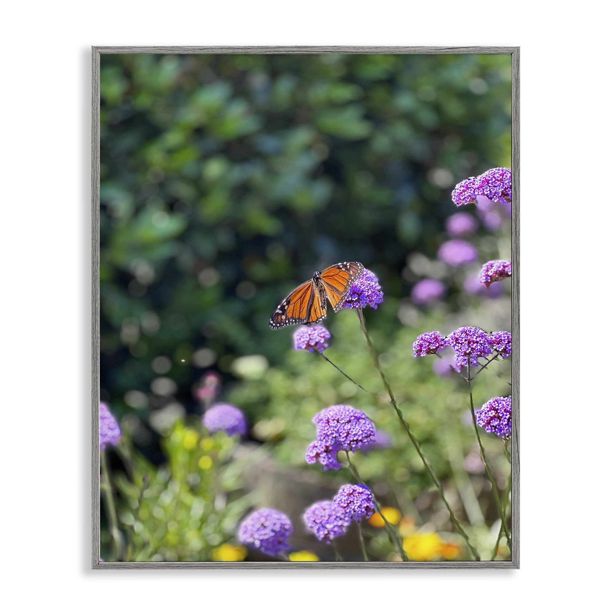 Stupell Industries Butterfly in Meadow Animals & Insects Photography Gray Framed Art Print Wall Art, 24 x 30