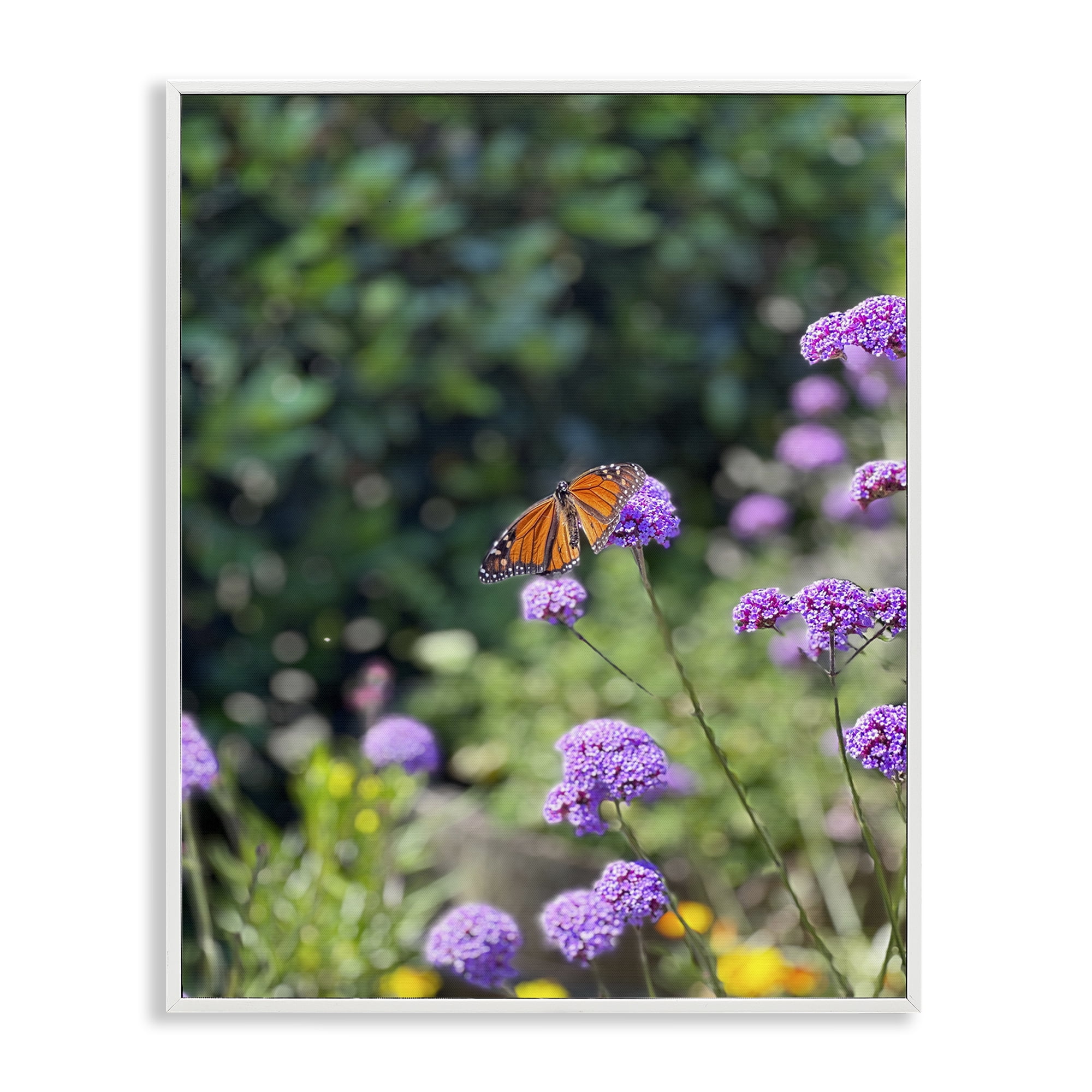Stupell Industries Butterfly in Meadow Animals & Insects Photography White Framed Art Print Wall Art, 16 x 20