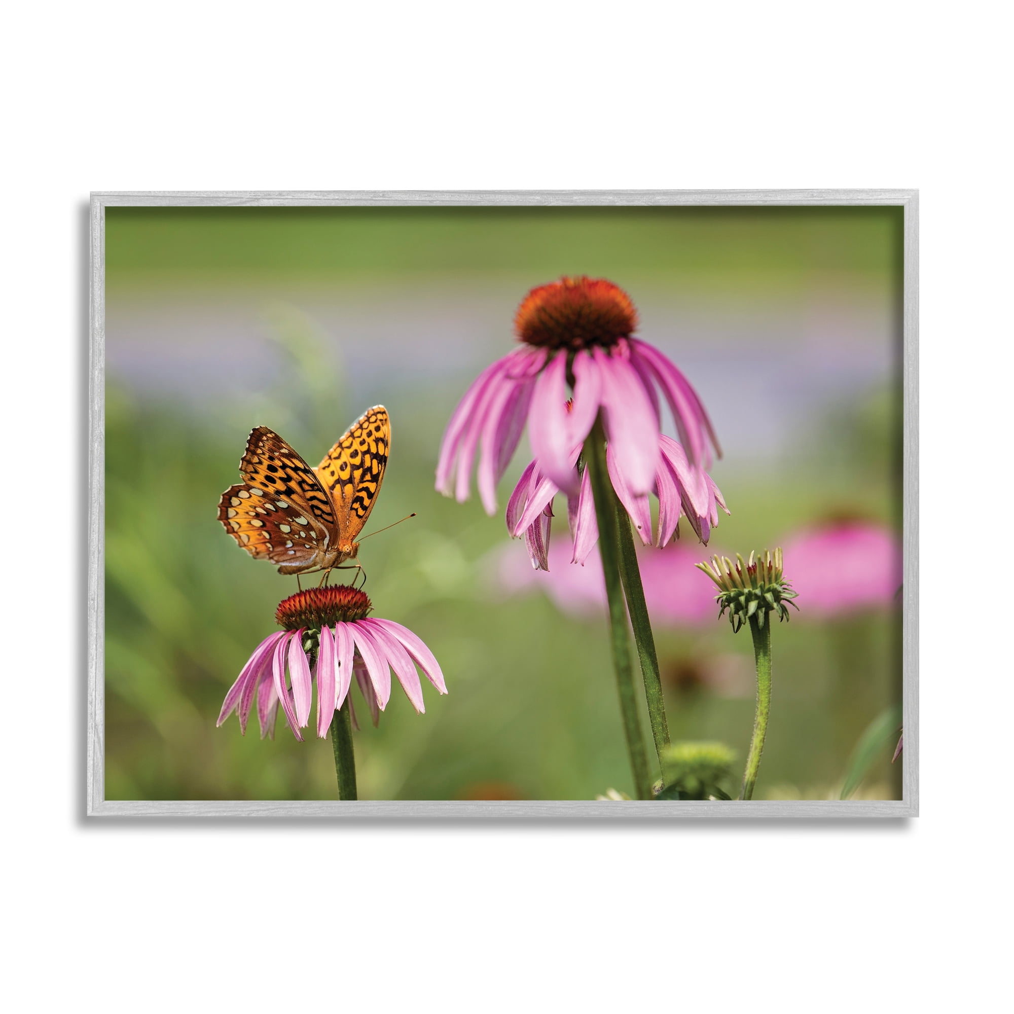 Stupell Industries Butterfly on Purple Flower Animals & Insects Photography Gray Framed Art Print Wall Art, 20 x 16