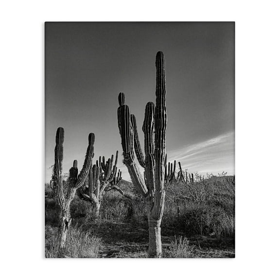 Stupell Industries Cactus Field & Vast Sky Canvas Wall Art design by Norm Stelfox, 48 x 36