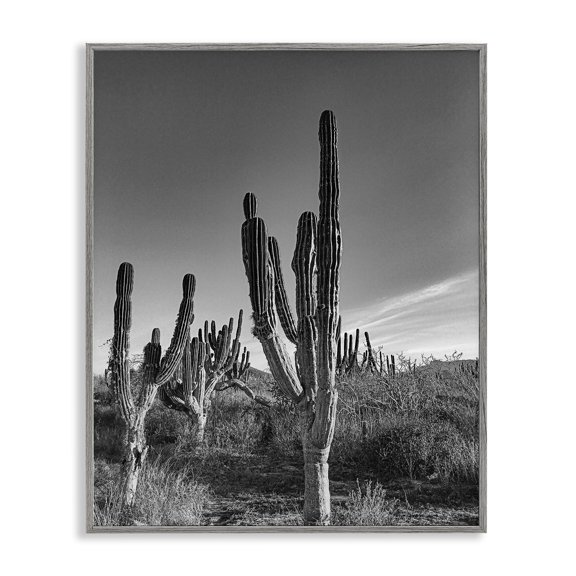 Stupell Industries Cactus Field & Vast Sky Gray Framed Giclee Art design by Norm Stelfox, 14 x 11