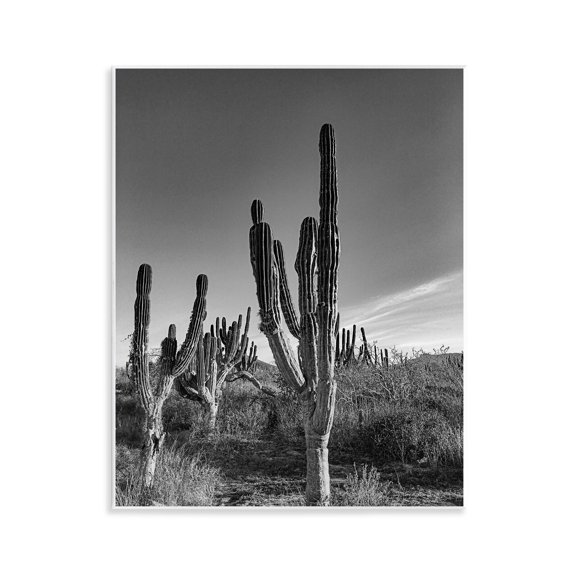 Stupell Industries Cactus Field & Vast Sky Wall Plaque Art design by Norm Stelfox, 14 x 11