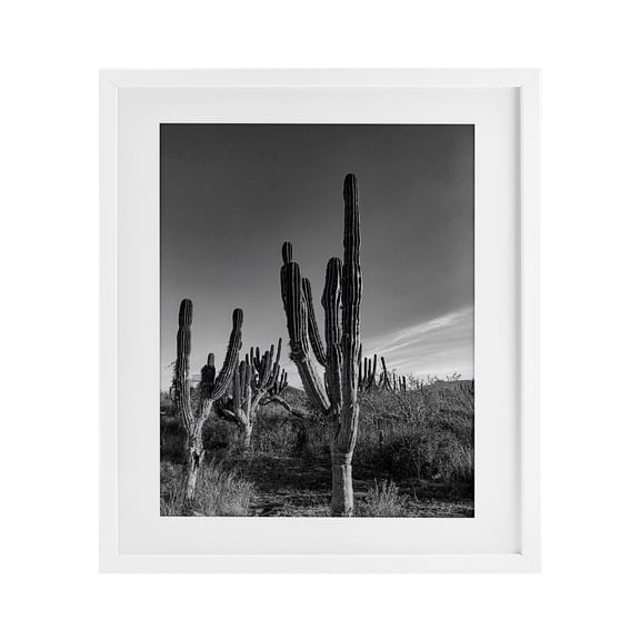 Stupell Industries Cactus Field & Vast Sky White Framed Print Under Glass design by Norm Stelfox, 21 x 17