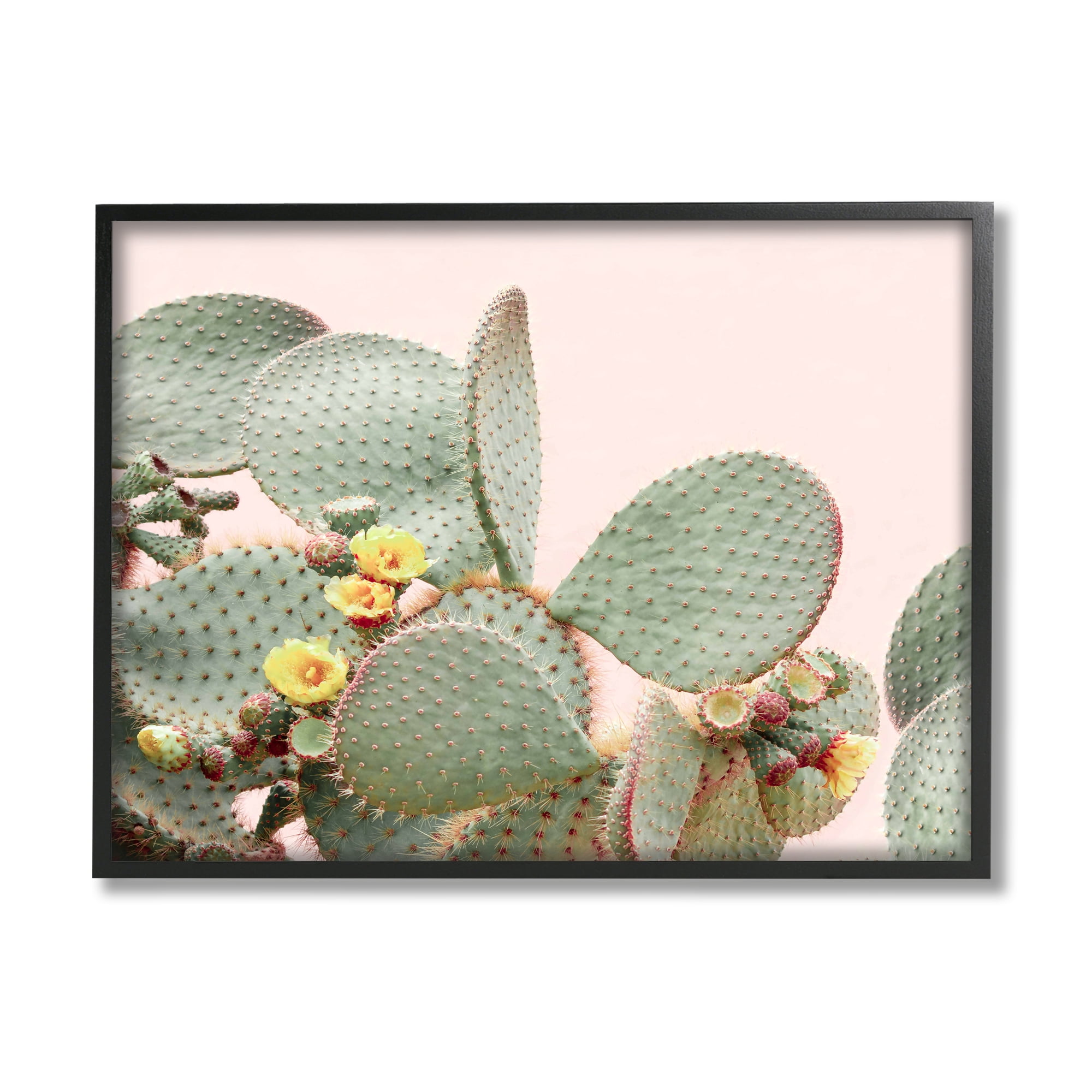Stupell Industries Cactus Flowers on Pink Botanical & Floral Photography Black Framed Art Print Wall Art, 30 x 24