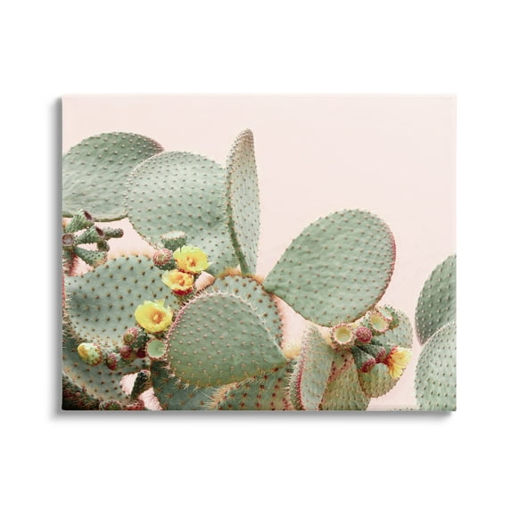 Stupell Industries Cactus Flowers on Pink Botanical & Floral Photography Gallery Wrapped Canvas Print Wall Art, 20 x 16