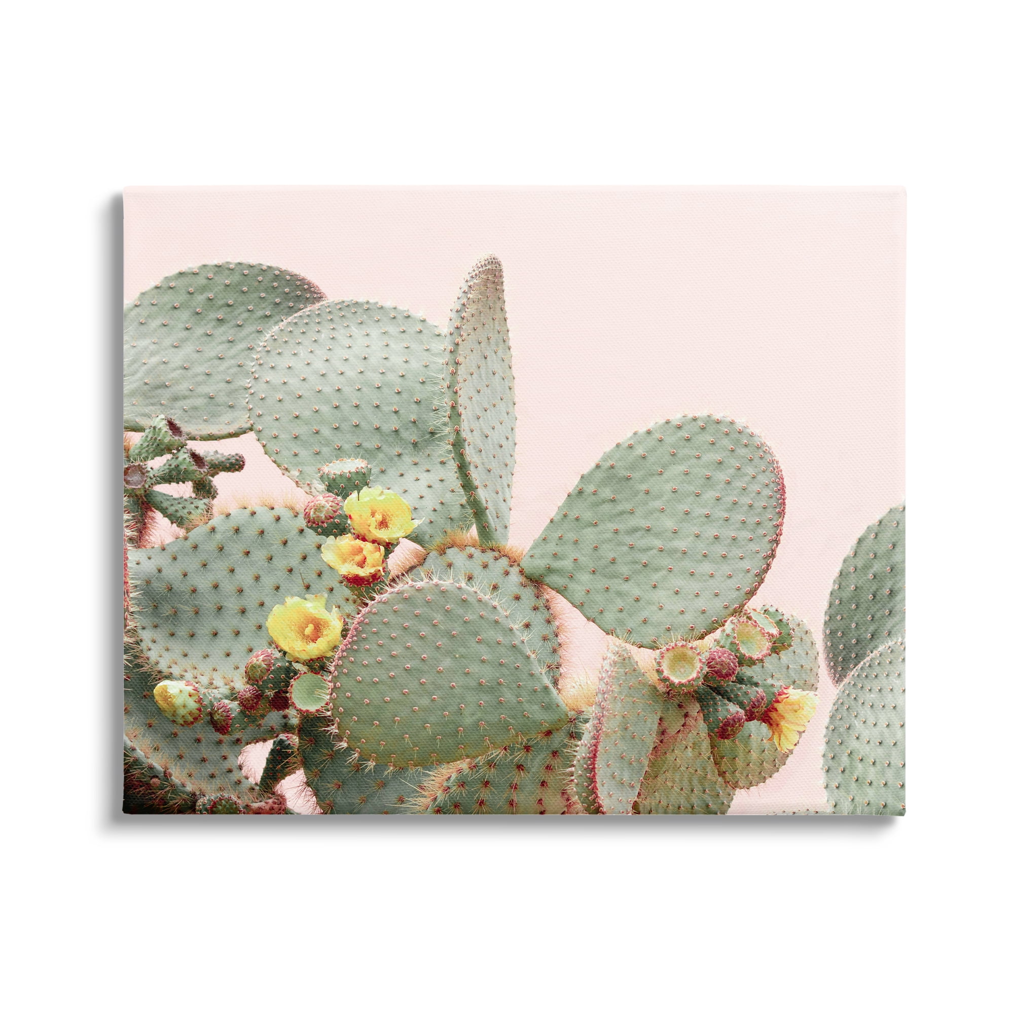 Stupell Industries Cactus Flowers on Pink Botanical & Floral Photography Gallery Wrapped Canvas Print Wall Art, 40 x 30