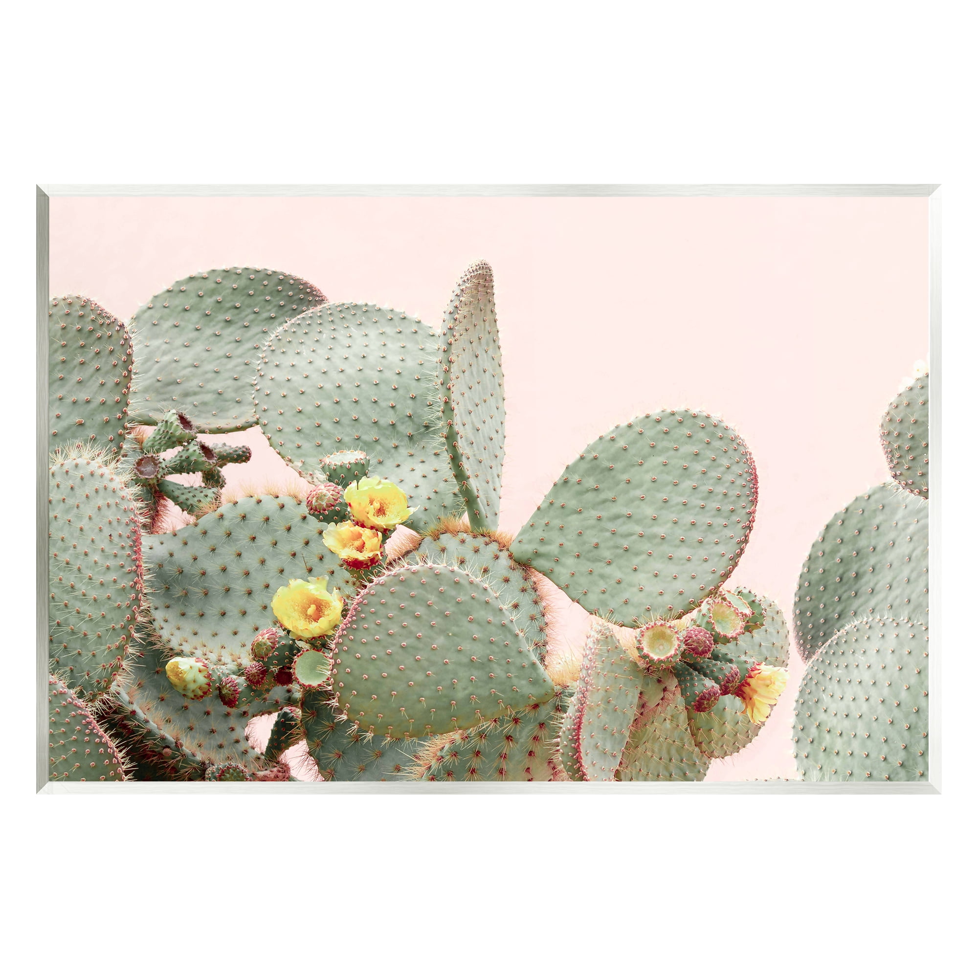 Stupell Industries Cactus Flowers on Pink Botanical & Floral Photography Unframed Art Print Wall Art, 19 x 13