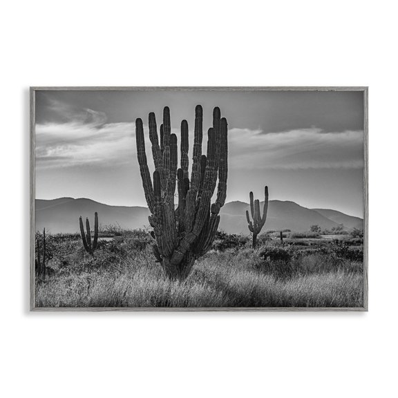 Stupell Industries Cactus Sunset in Monochrome Gray Framed Giclee Art design by Norm Stelfox, 16 x 24