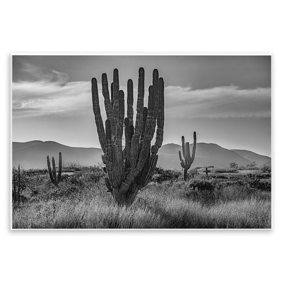 Stupell Industries Cactus Sunset in Monochrome Wall Plaque Art design by Norm Stelfox, 10 x 15