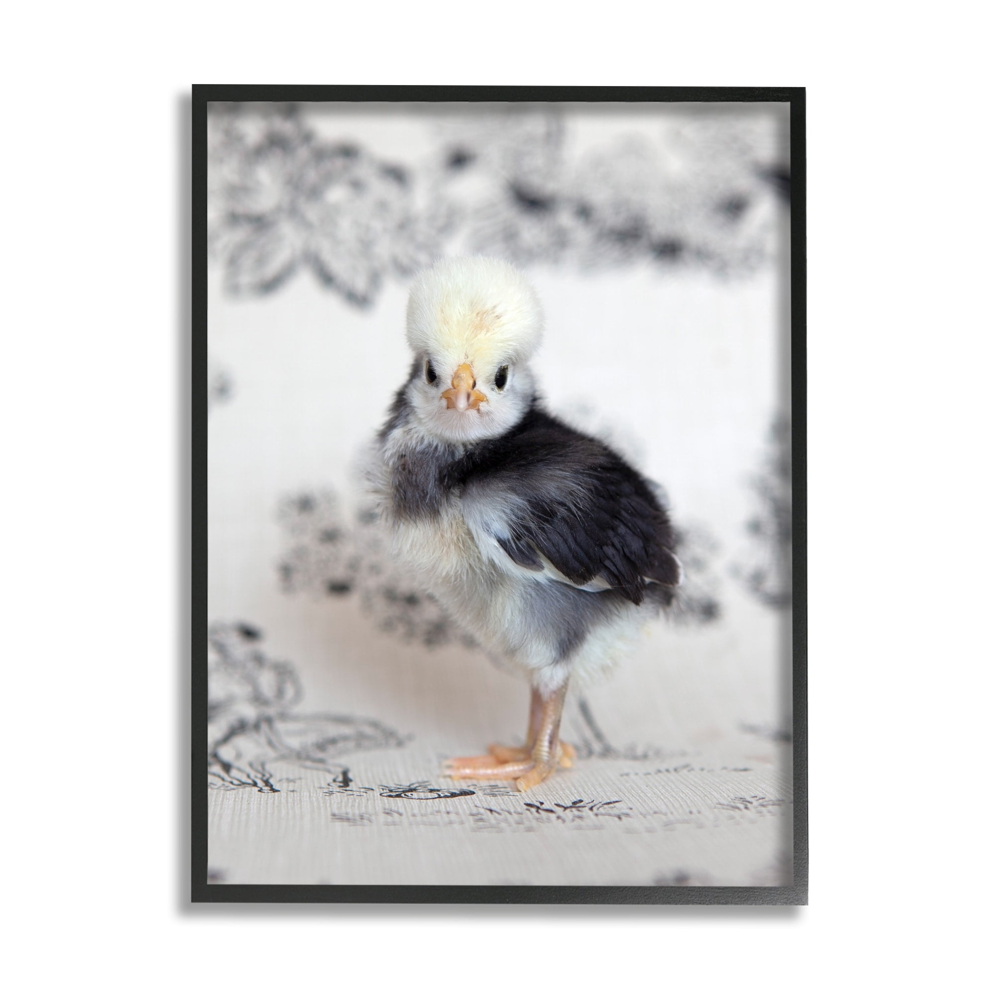 Stupell Industries Calm Baby Bird Chick Gazing Close-Up Photography Pattern Photograph Black Framed Art Print Wall Art, Design by Tania Soderman