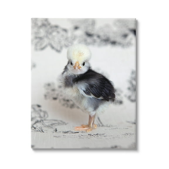 Stupell Industries Calm Baby Bird Chick Gazing Close-Up Photography Pattern Photograph Gallery Wrapped Canvas Print Wall Art, Design by Tania Soderman