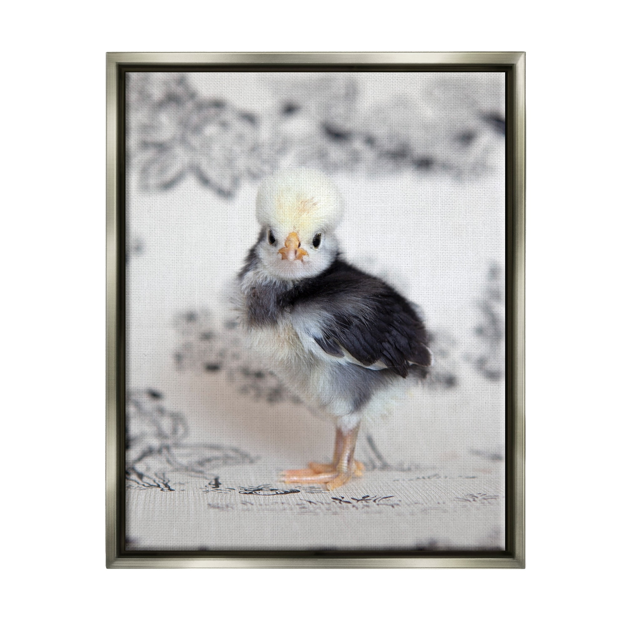 Stupell Industries Calm Baby Bird Chick Gazing Close-Up Photography Pattern Photograph Luster Gray Floating Framed Canvas Print Wall Art, Design by Tania Soderman