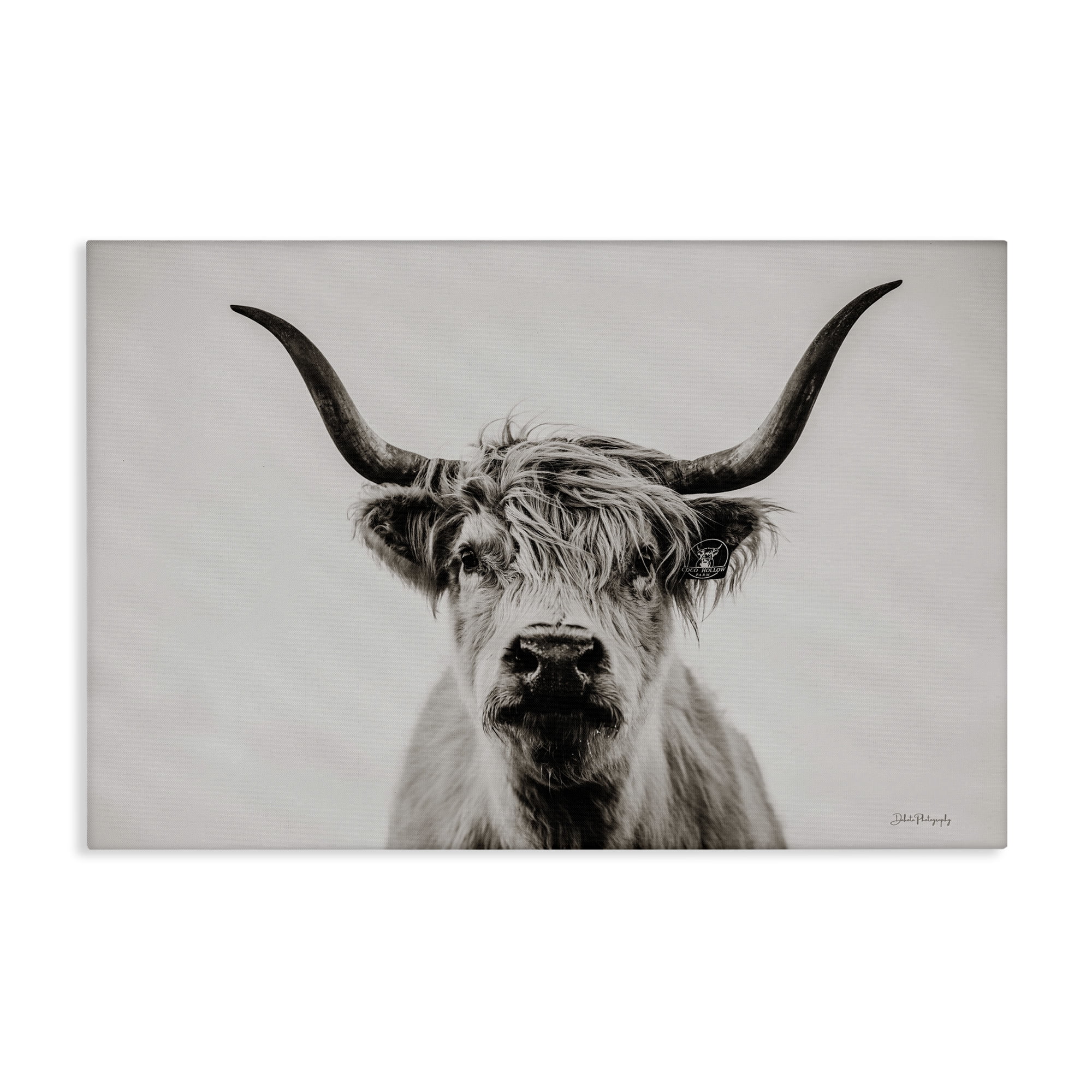 Stupell Industries Calm Cattle Portrait Animals & Insects Photography Gallery Wrapped Canvas Art Print Wall Art, 30 x 20